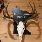 European Skull Wall Mount