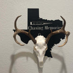 European Skull Wall Mount